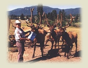 Feeding Elk at Elk Springs Ranch, Garden Valley, Idaho