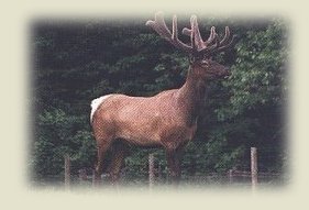 Bull Elk "Manitoba Weapon"
