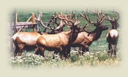 Elk for Sale